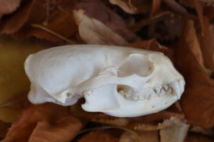 Damaged River Otter Skull