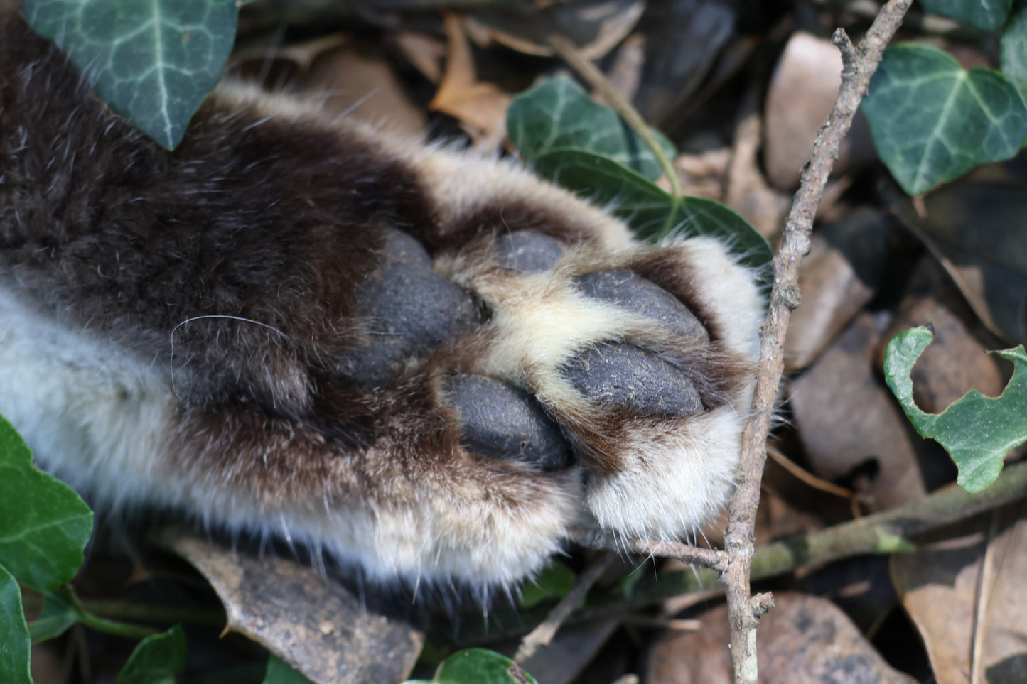 Bobcat Paw Knife