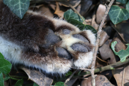 Bobcat Paw Knife