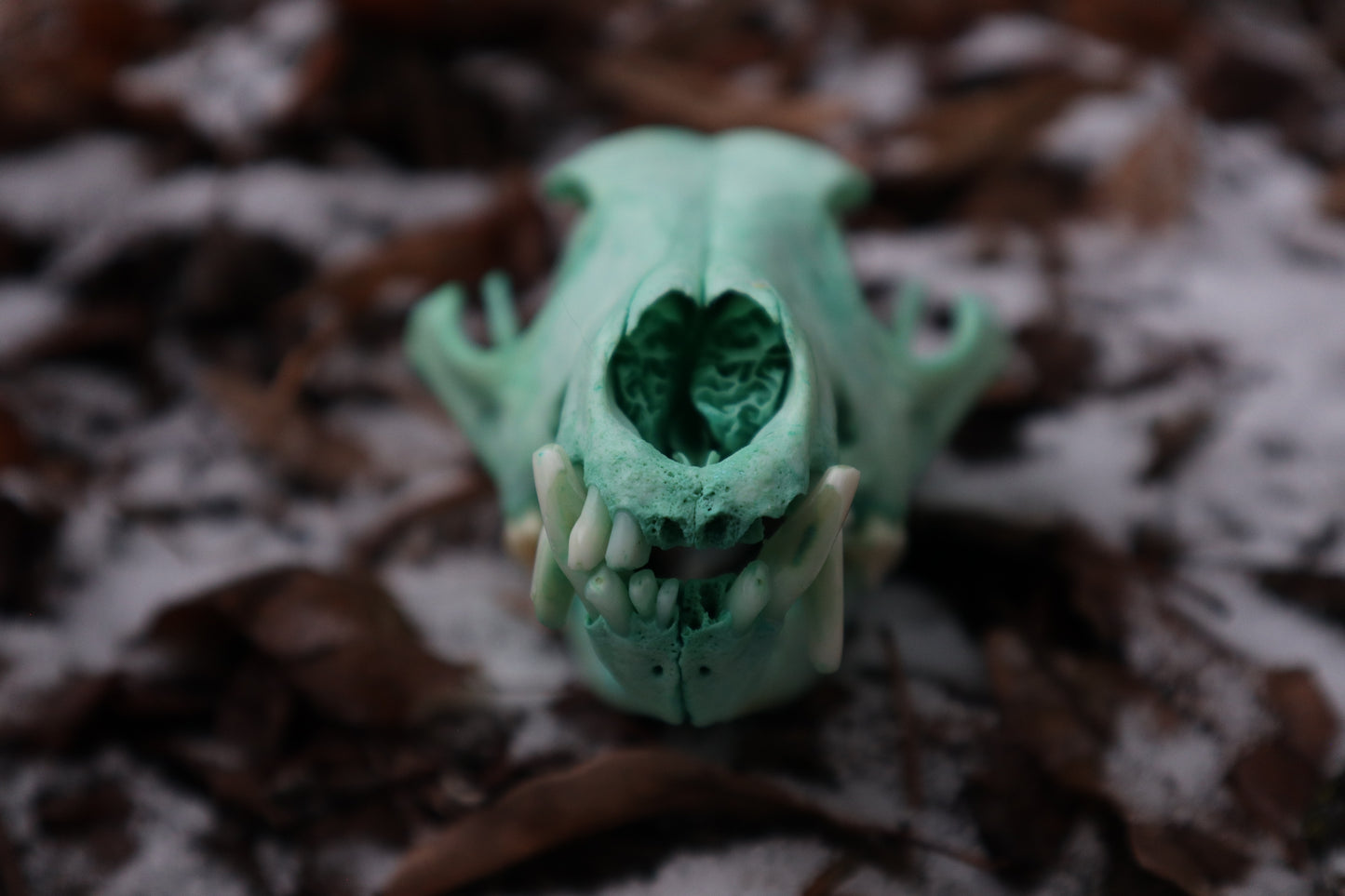 Reserved for Brandon - Blue Copper Coyote Skull