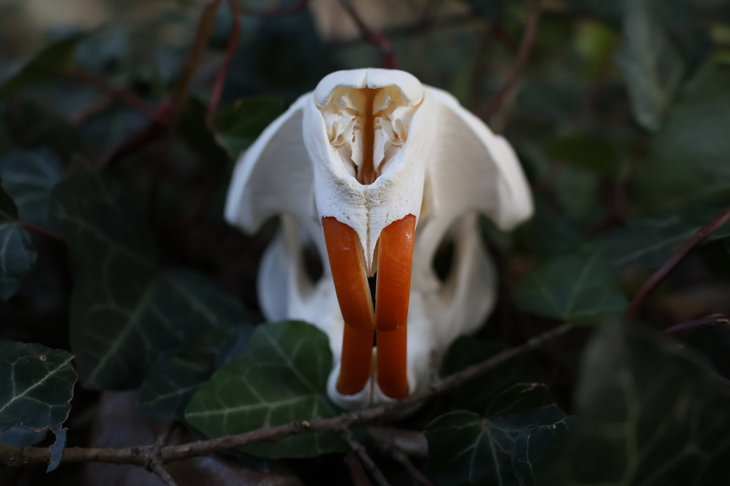 Reserved for Jessie - Beaver Skull