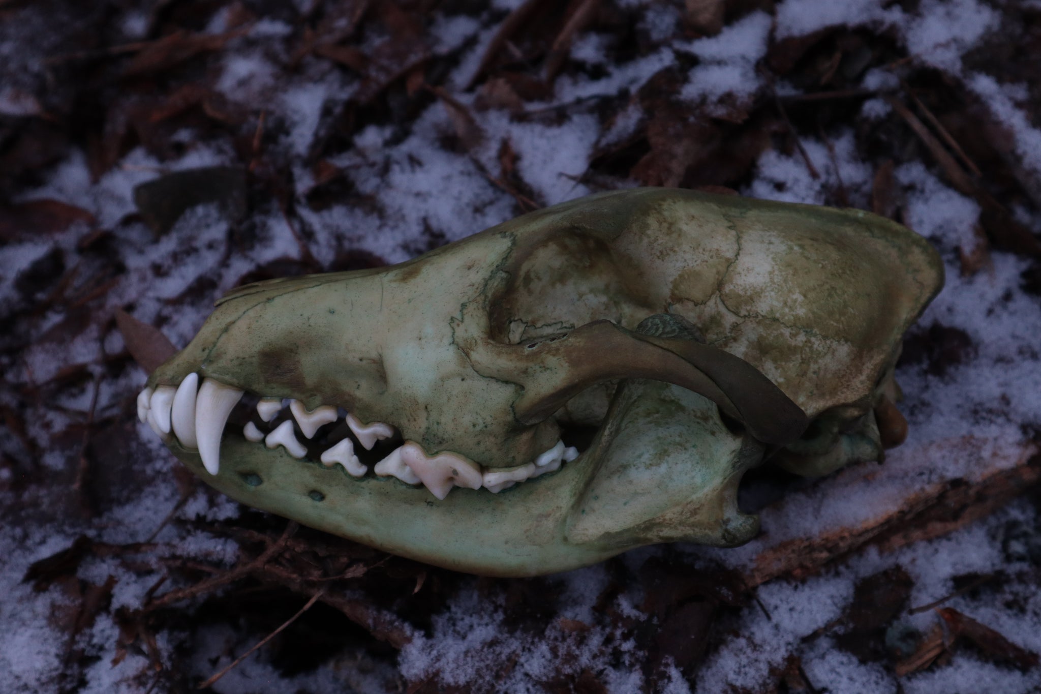 Reserved for Brandon - Ancient Grove Coyote Skull