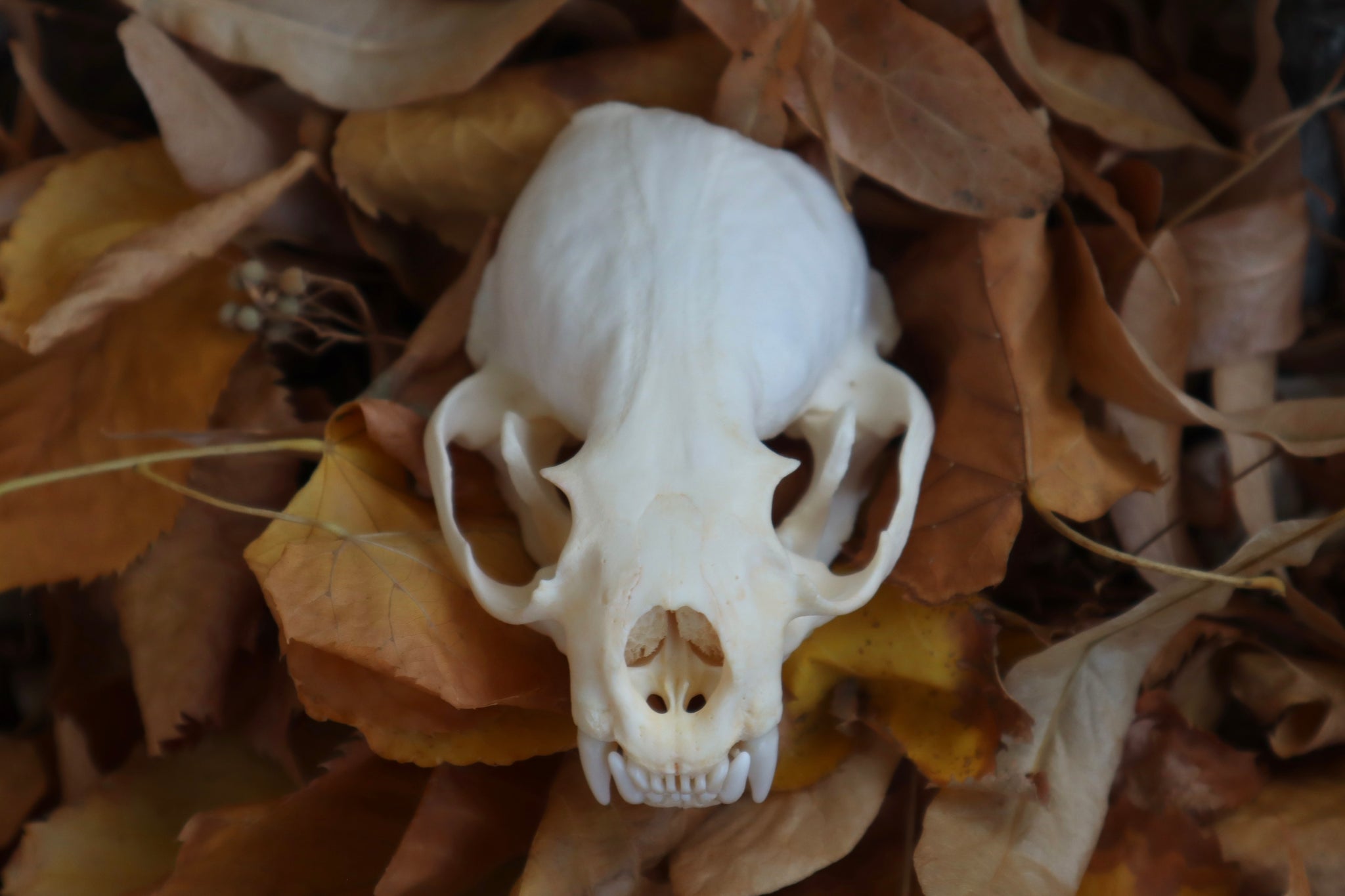 Damaged River Otter Skull