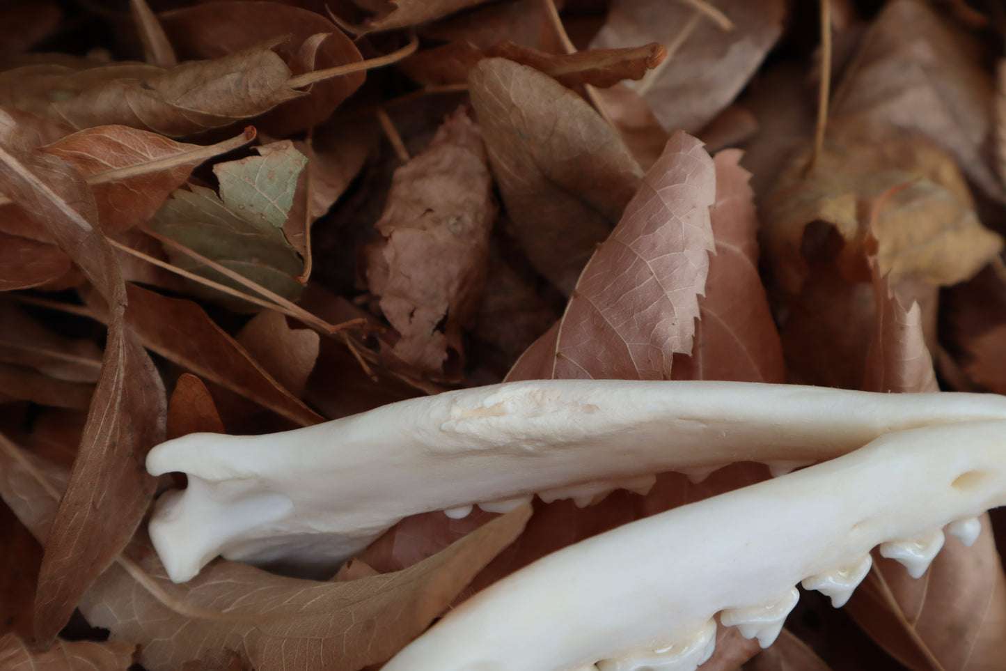 Reserved for Mary - Pathological Red Fox Skull
