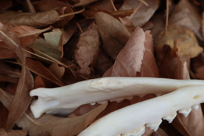 Reserved for Mary - Pathological Red Fox Skull