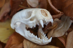 Damaged River Otter Skull