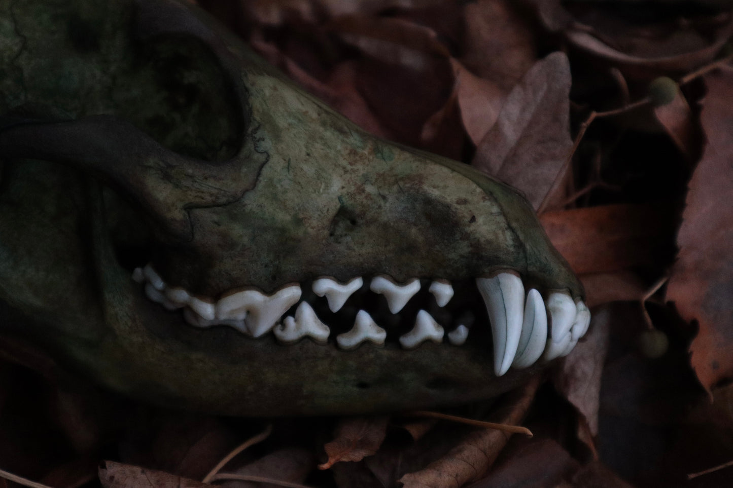 Reserved for Sev - Ancient Grove Coyote Skull