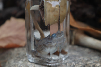 Gray Tree Frog and Fairy Ring Mushroom Wet Specimen