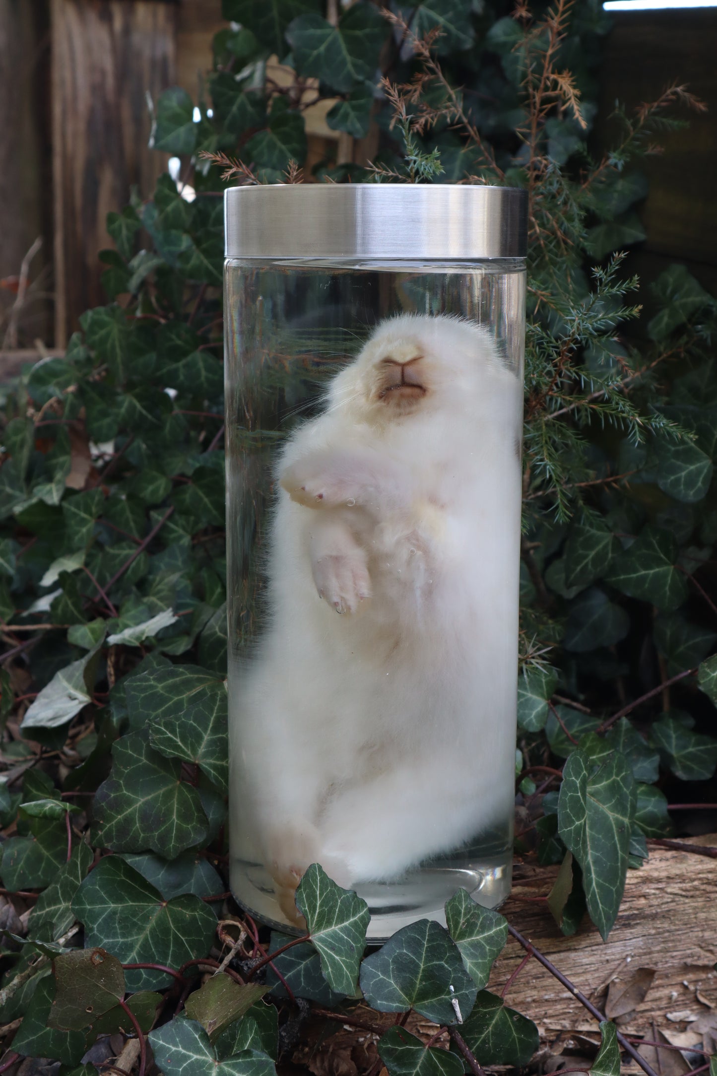 White Rabbit Wet Specimen