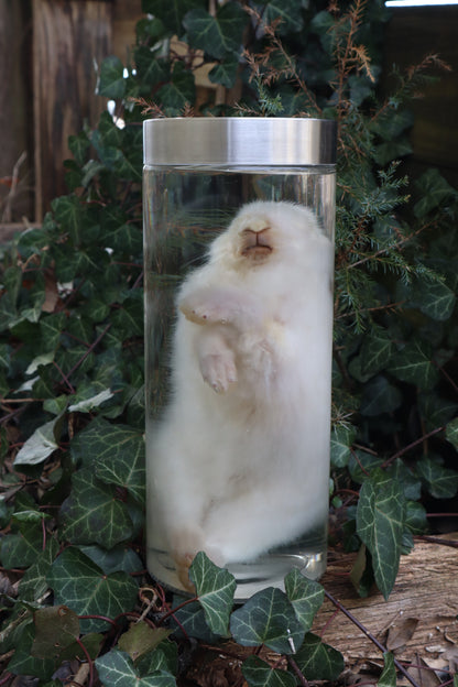 White Rabbit Wet Specimen