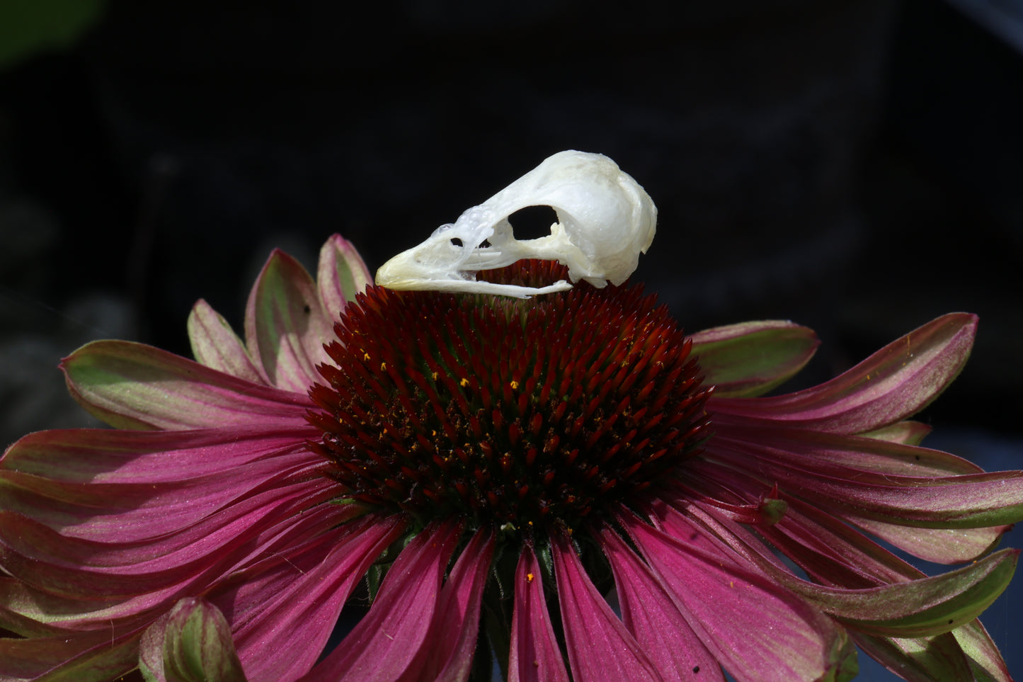 Reserved for Amber - Baby Chick Skulls
