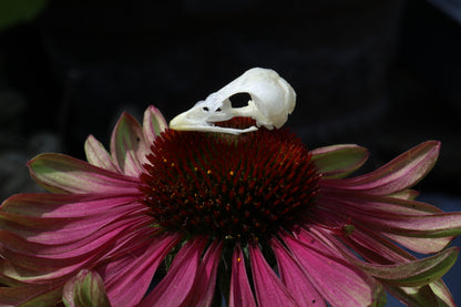 Reserved for Amber - Baby Chick Skulls