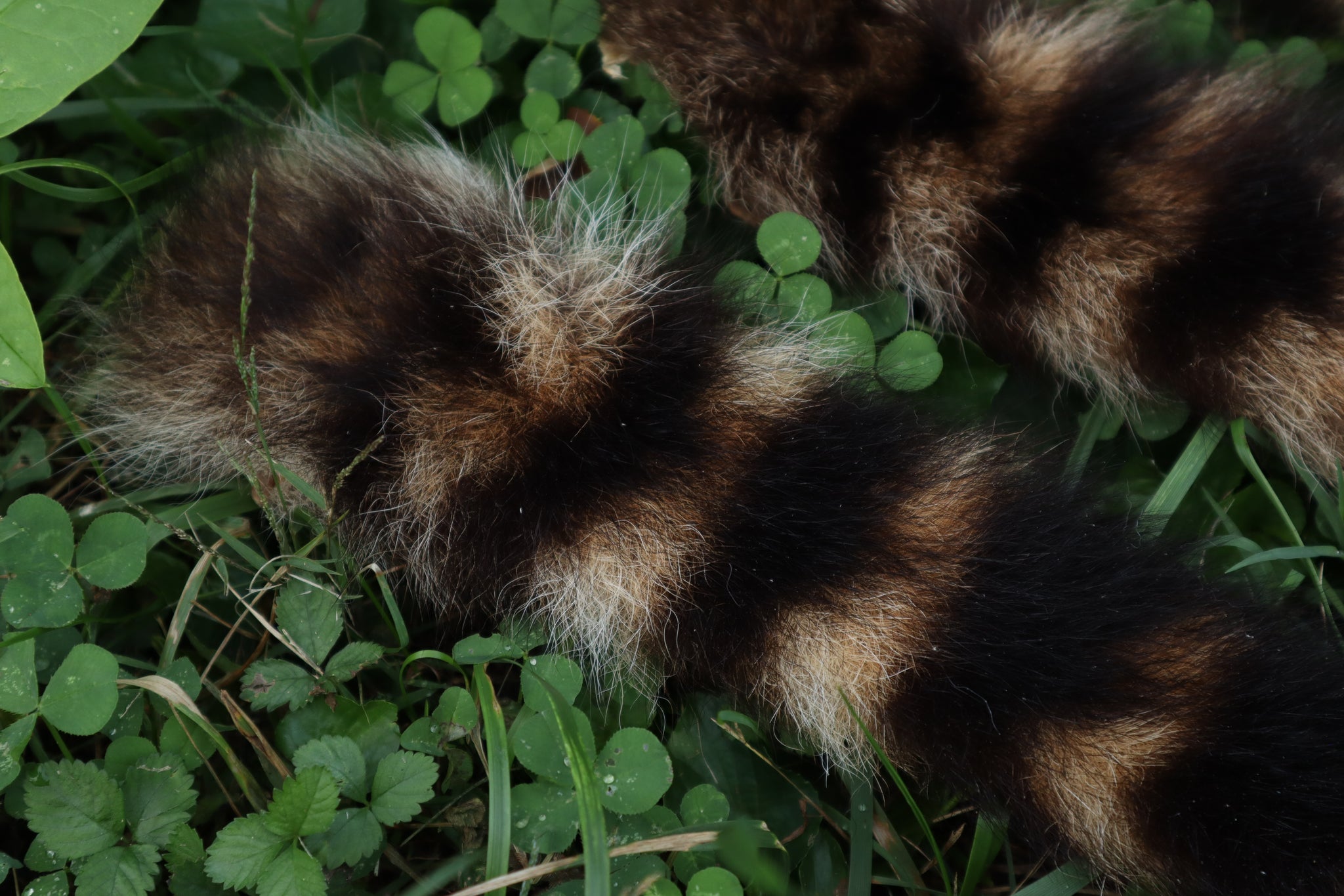 Raccoon Tail