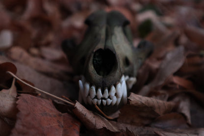 Reserved for Sev - Ancient Grove Coyote Skull