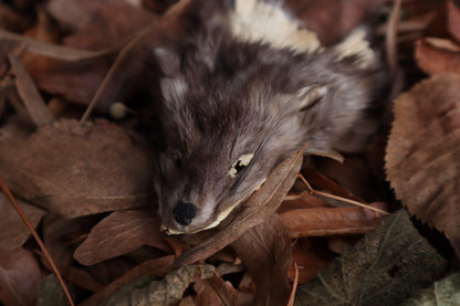 Reserved for Amber - Craft Pine Marten Face