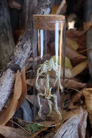 Fetal Beaver Skeleton