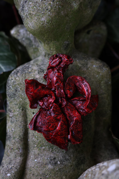 Dry Preserved Kitten Lungs
