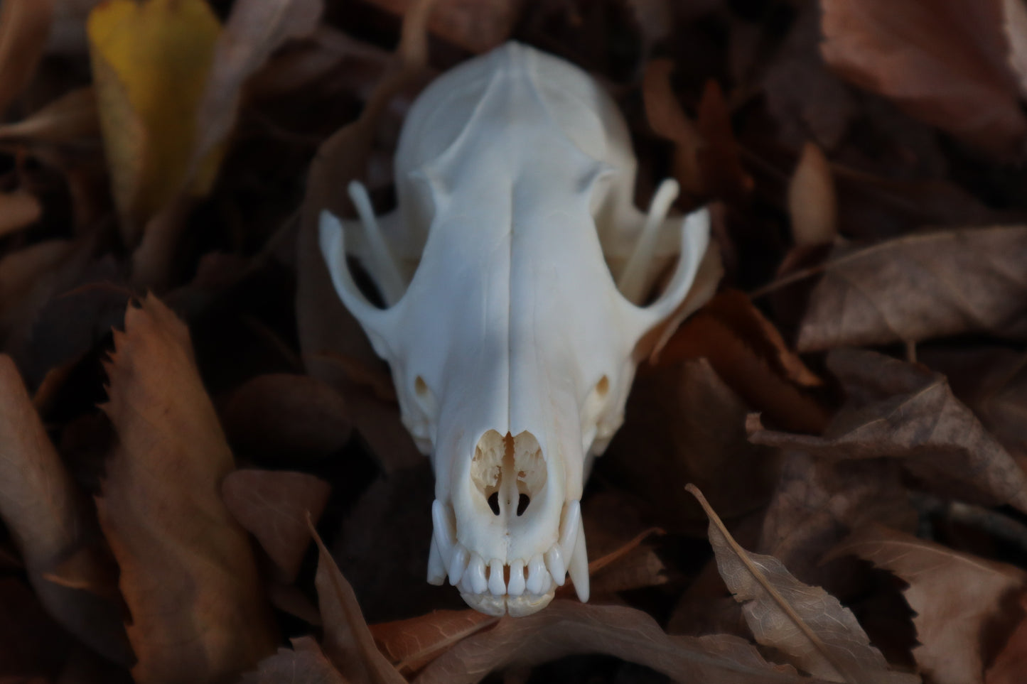 Red Fox Skull