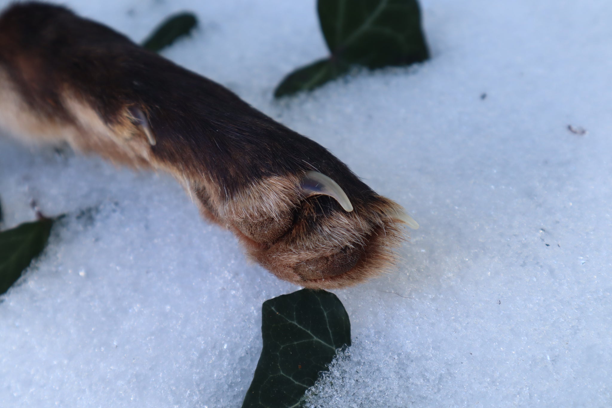Red Fox Paw Knife