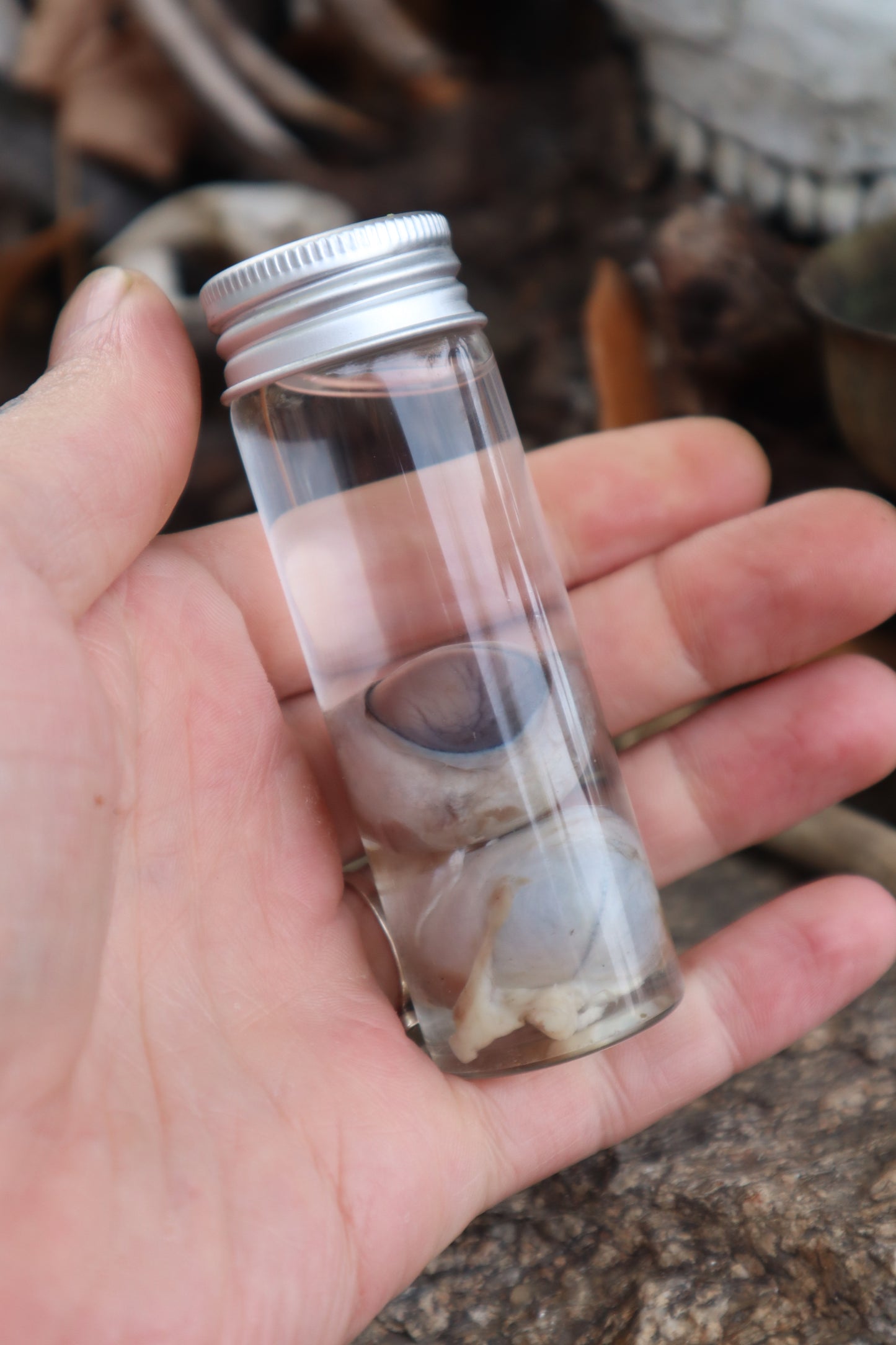Coyote Eyeballs Wet Specimen