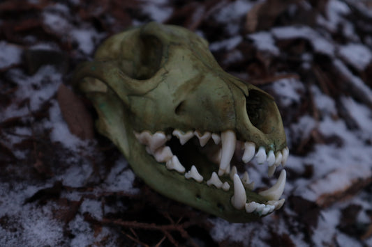 Reserved for Brandon - Ancient Grove Coyote Skull