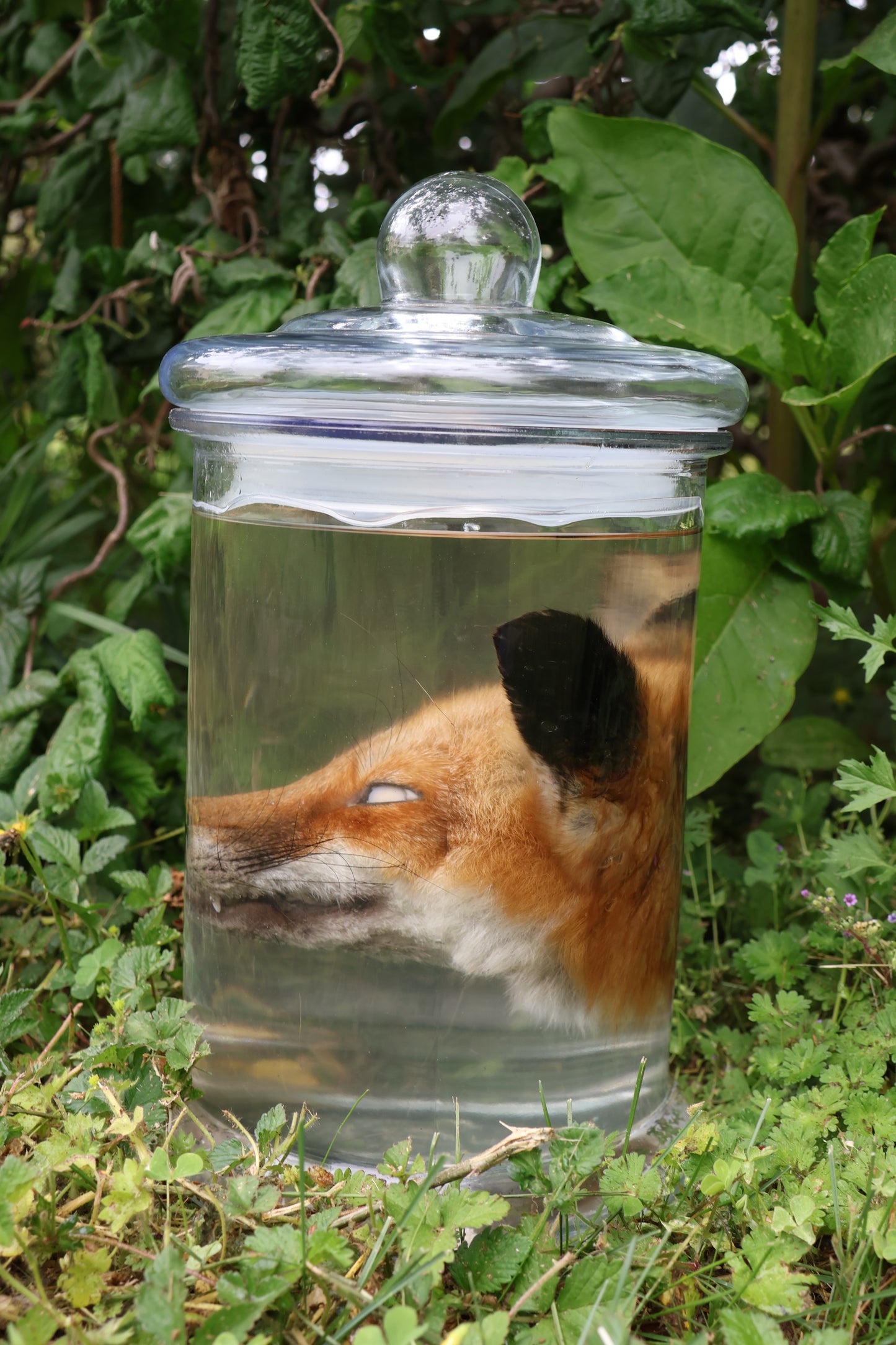 Red Fox Head Wet Specimen
