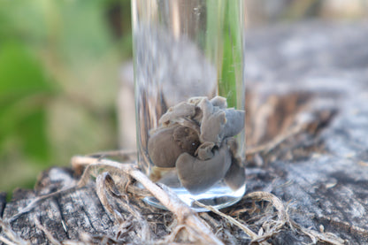 Kitten Heart and Lungs Wet Specimen