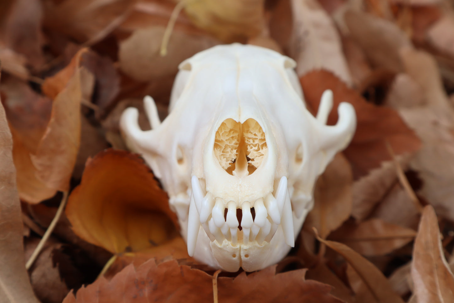 Reserved for Mary - Pathological Red Fox Skull