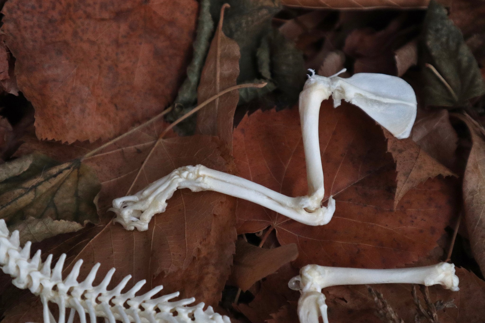 Kitten Skeleton