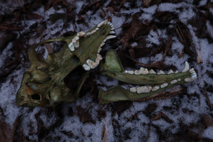 Reserved for Brandon - Ancient Grove Coyote Skull