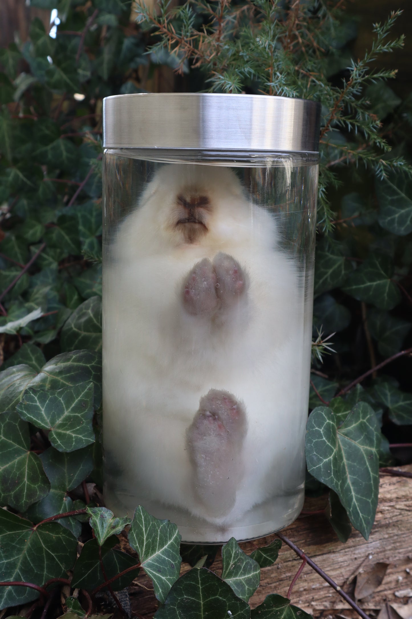 White Rabbit Wet Specimen
