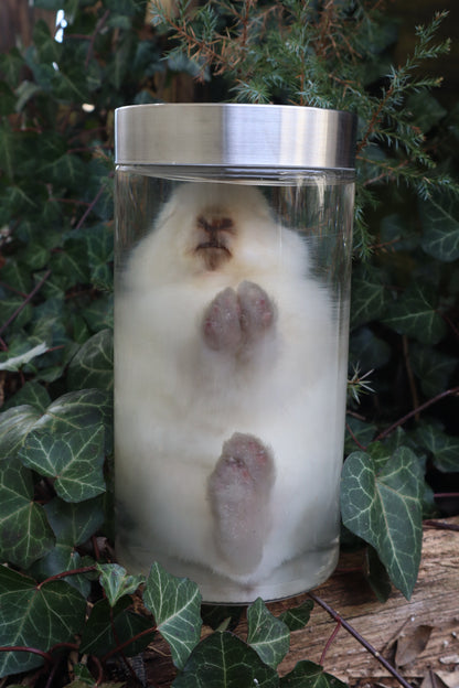 White Rabbit Wet Specimen