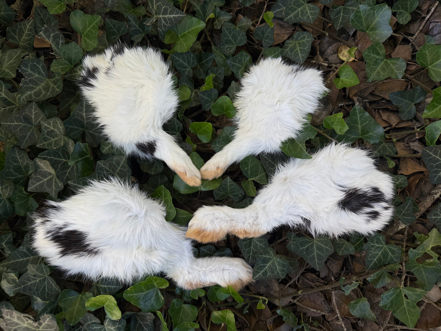 Reserved for Sam - Dry Preserved Rabbit Legs