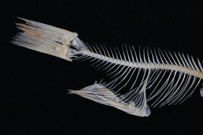 Bream Fish Articulations