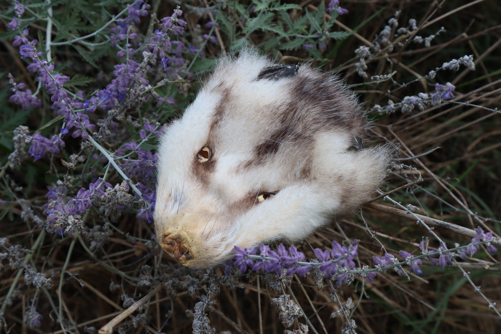 Craft Soft Tanned Opossum Face