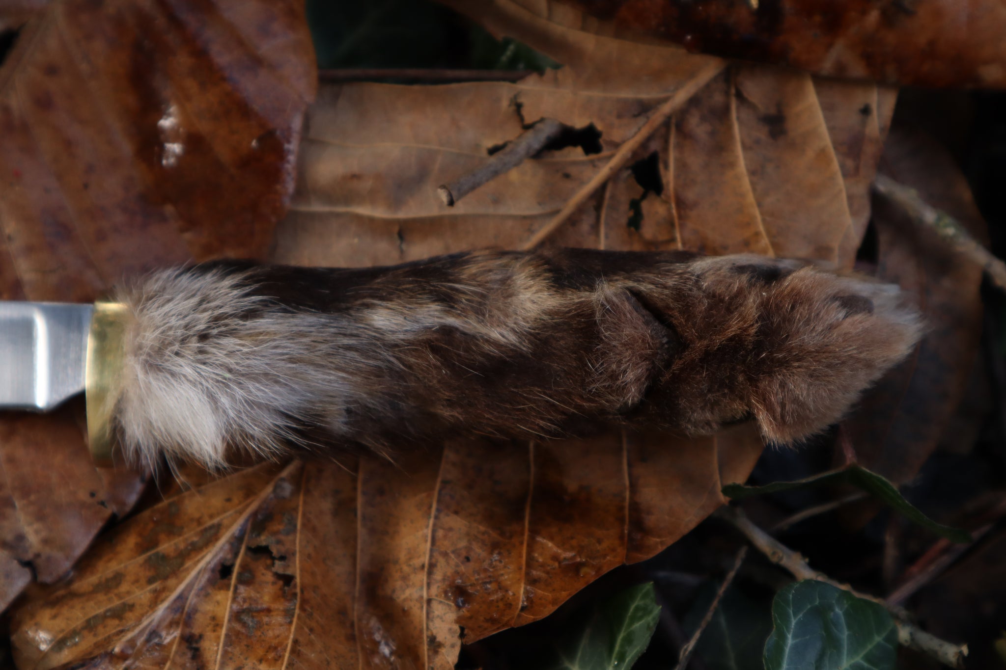 Reserved for Danielle - Red Fox Paw Knife