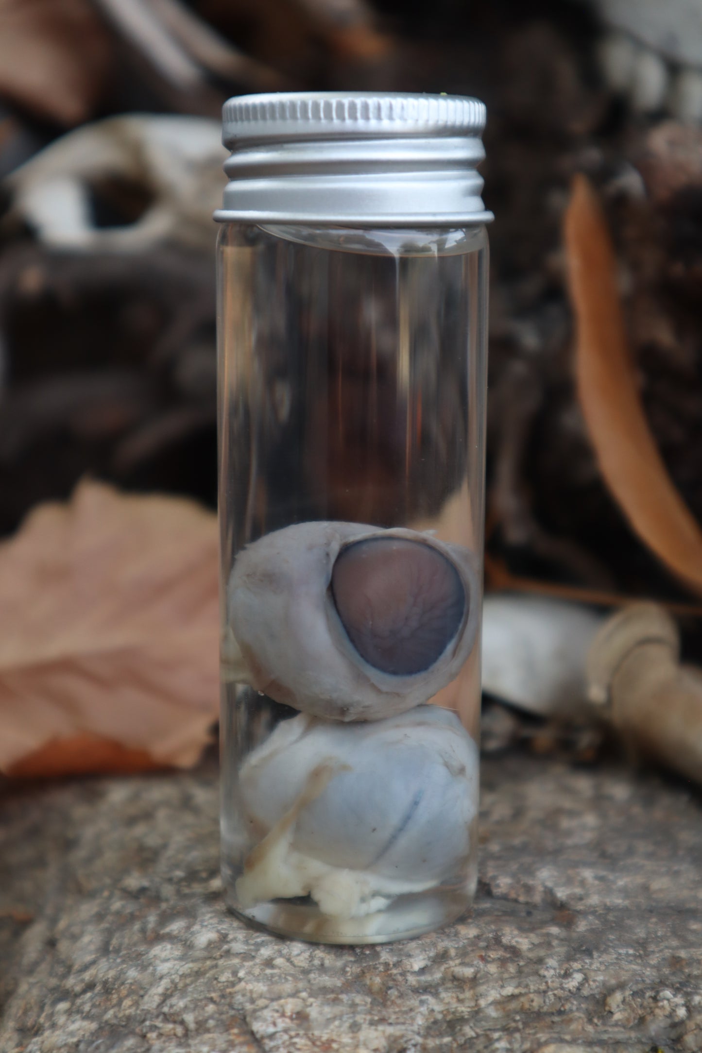 Coyote Eyeballs Wet Specimen