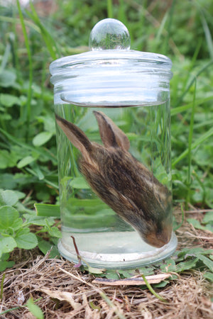 Baby Cottontail Rabbit Face Wet Specimen