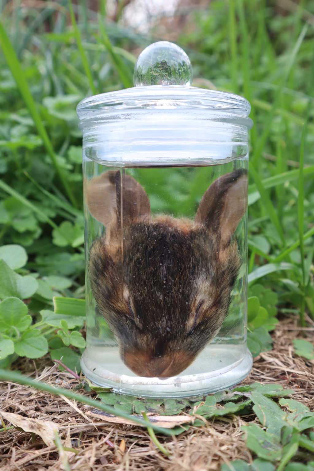 Baby Cottontail Rabbit Face Wet Specimen