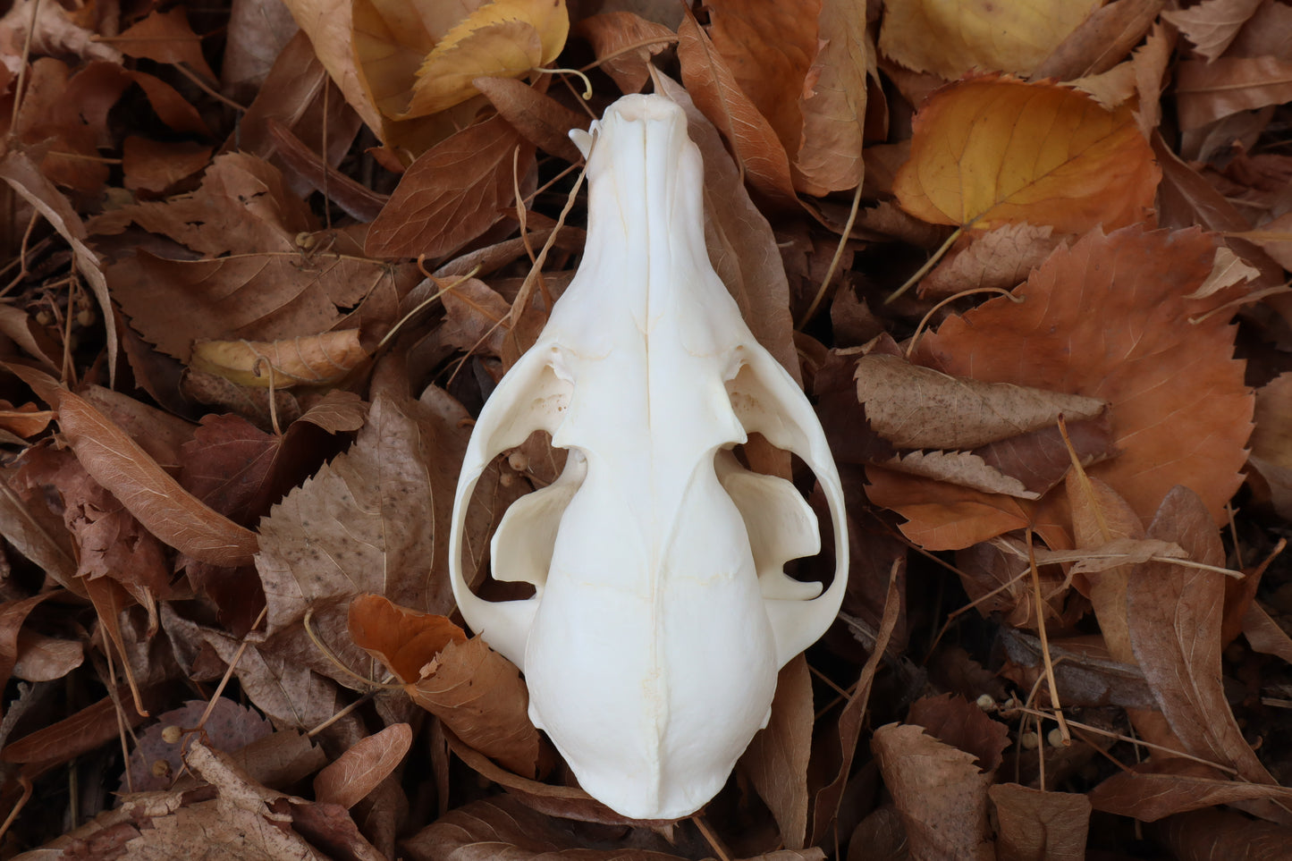 Reserved for Mary - Pathological Red Fox Skull