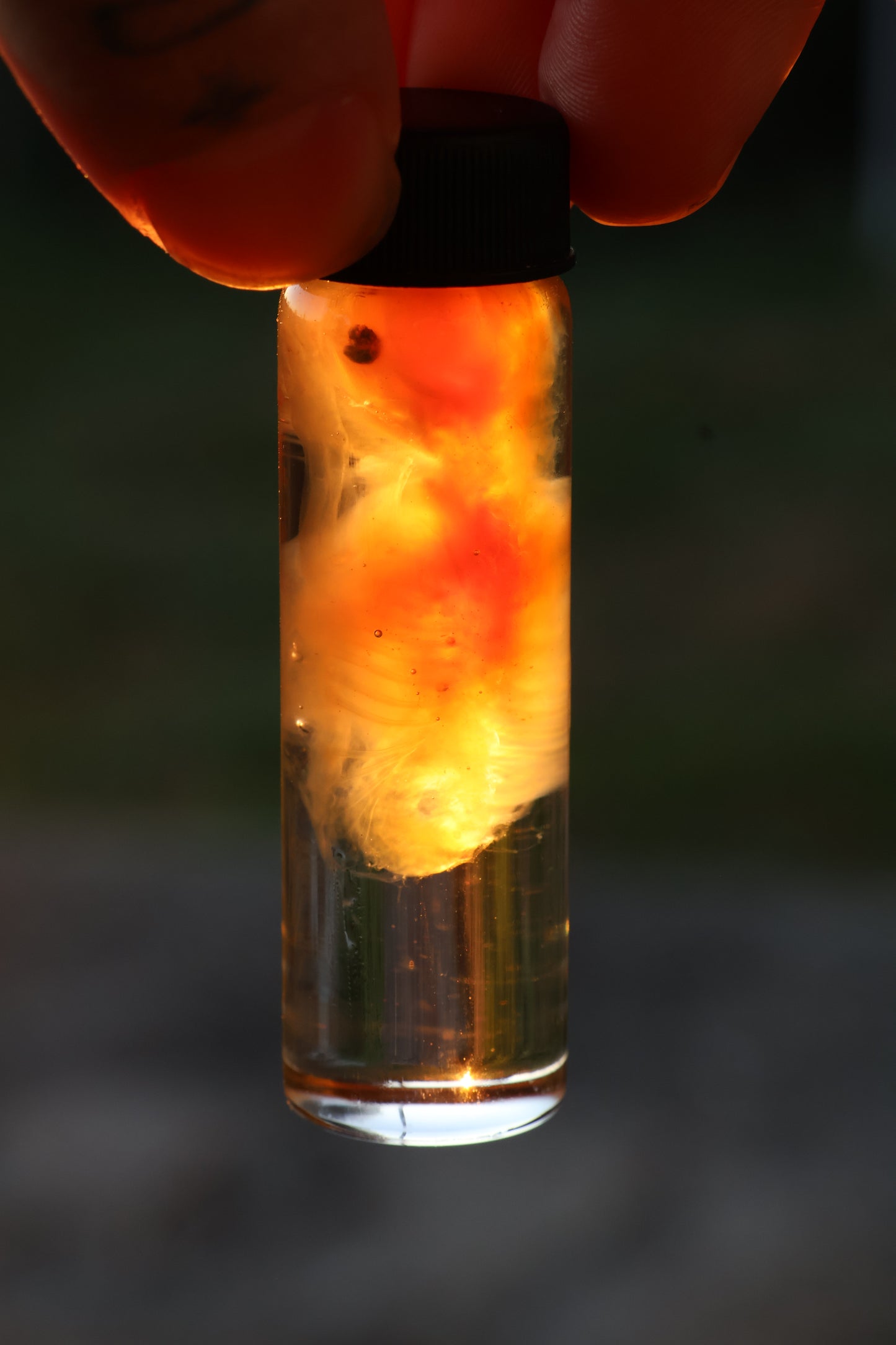Diaphonized Fetal Beaver