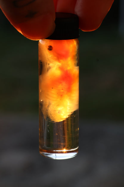 Diaphonized Fetal Beaver
