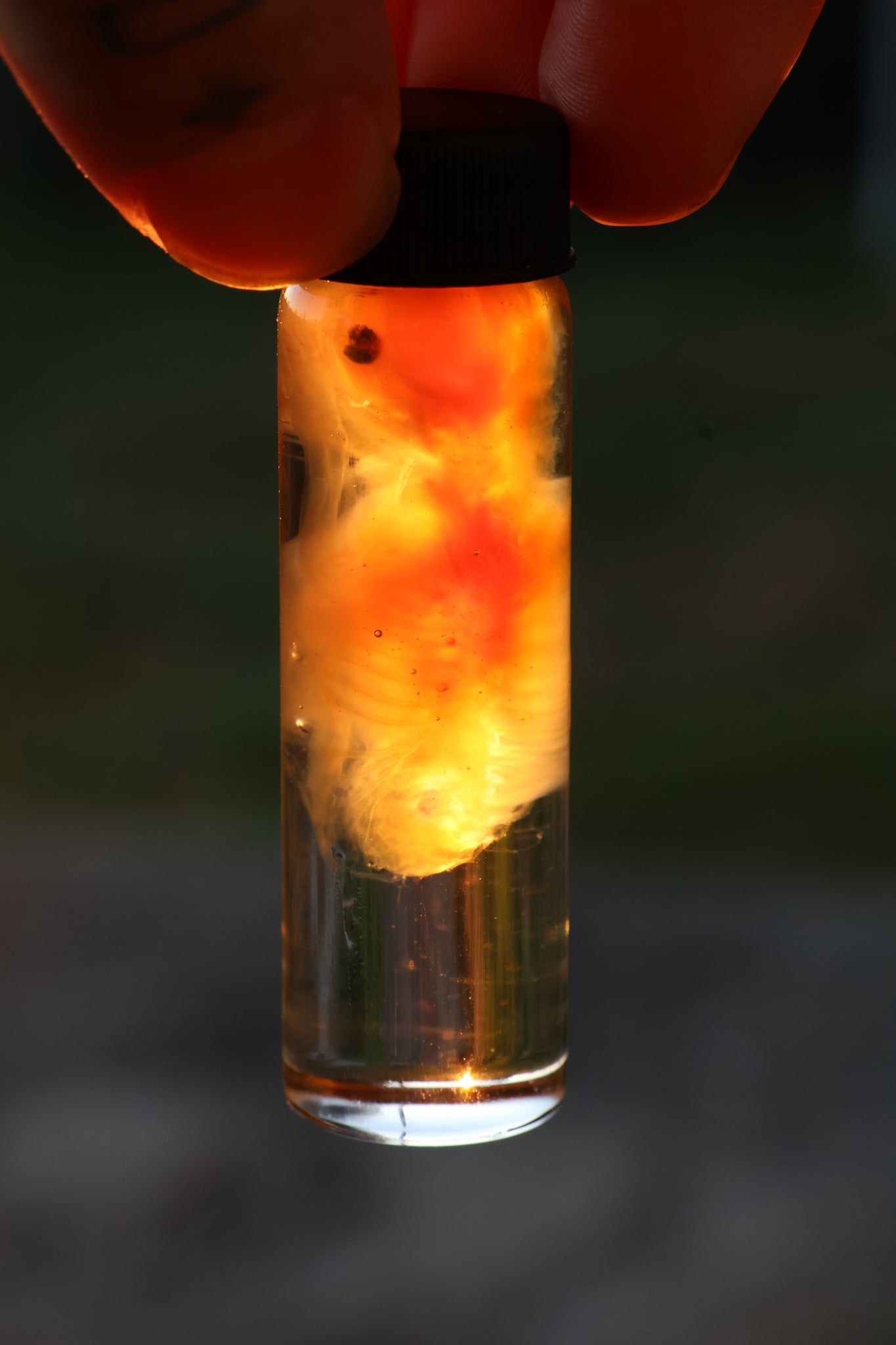 Diaphonized Fetal Beaver