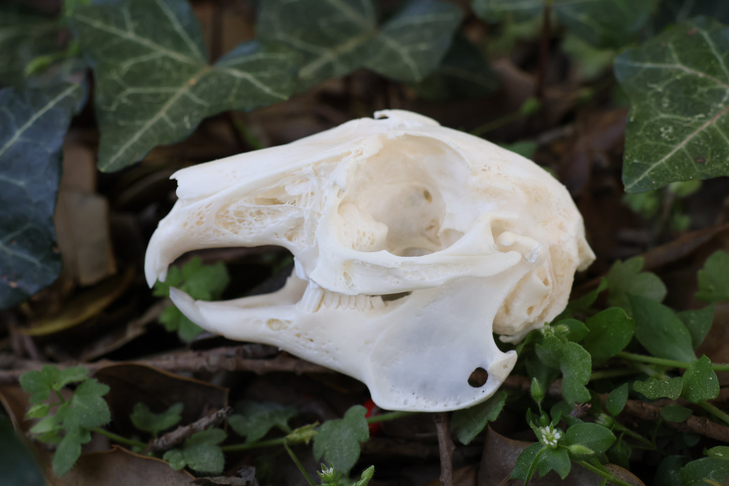 Reserved for Ama - Cottontail Rabbit Skull and Bobcat Tongue