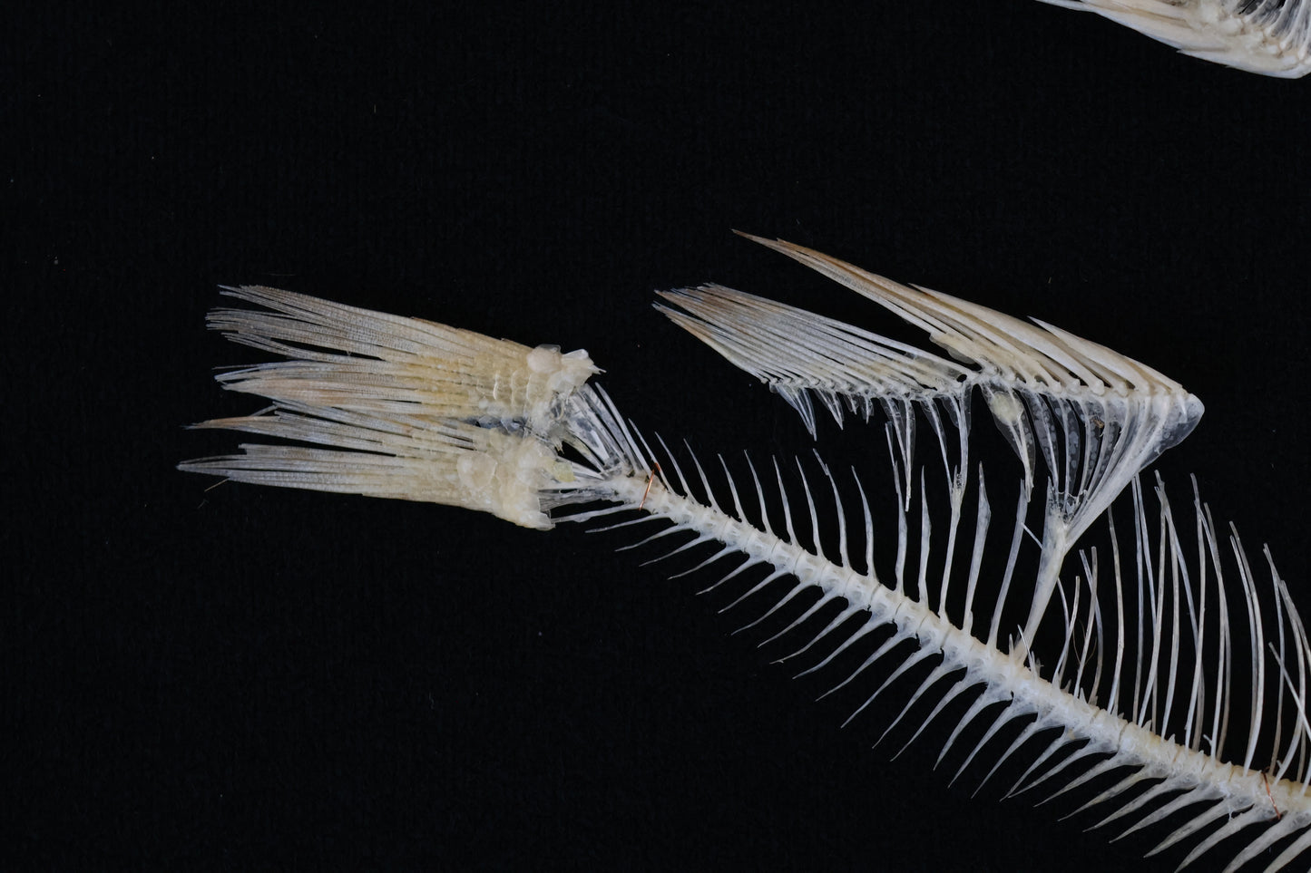 Bream Fish Articulations