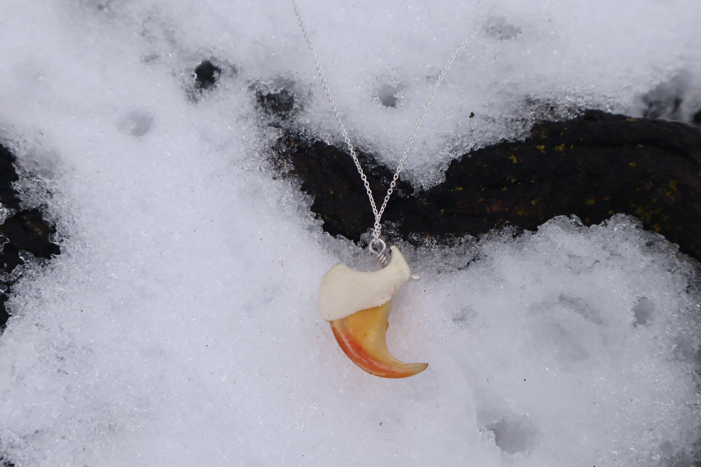 Mountain Lion Claw Necklace