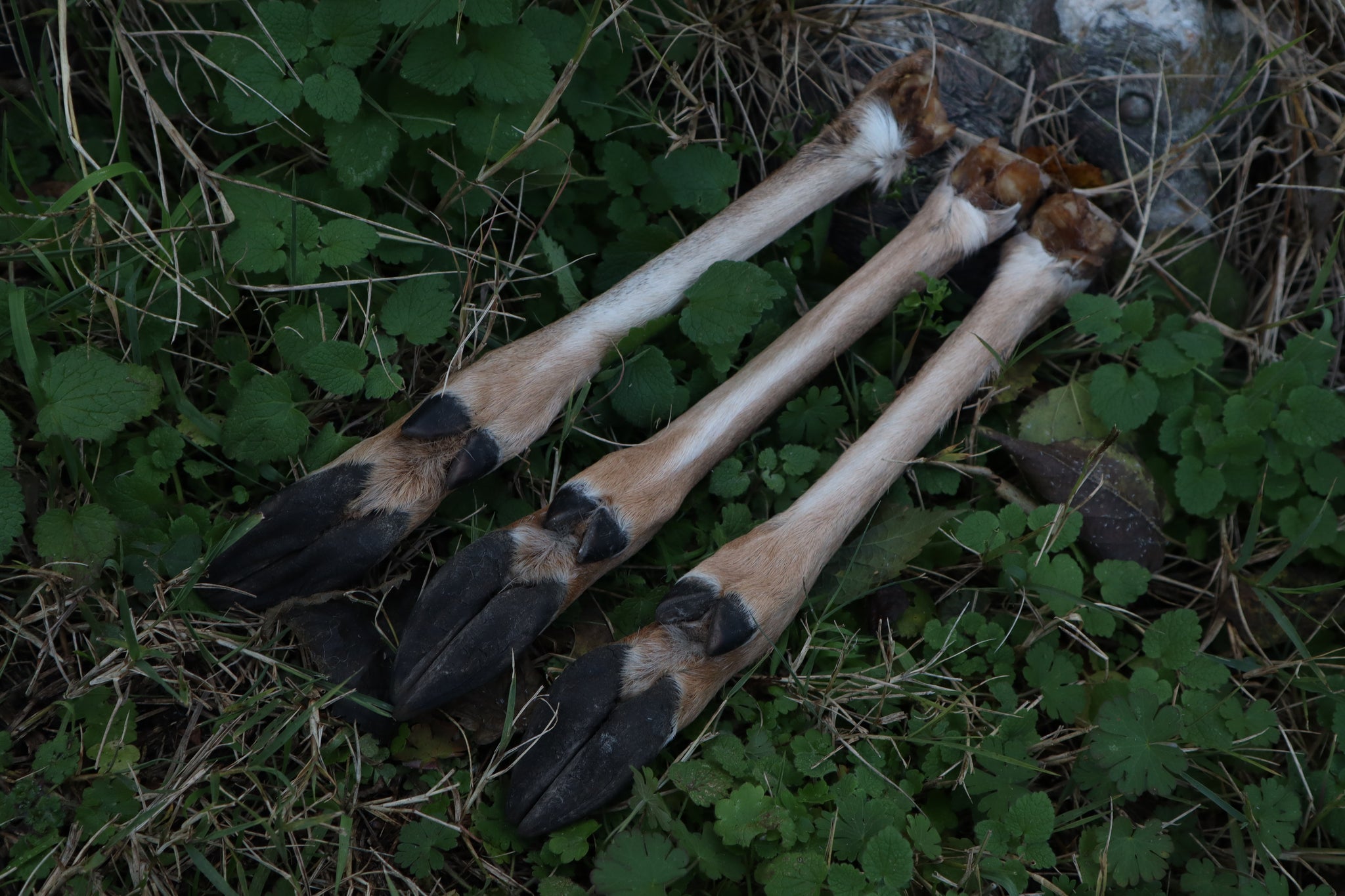 Whitetail Deer Leg