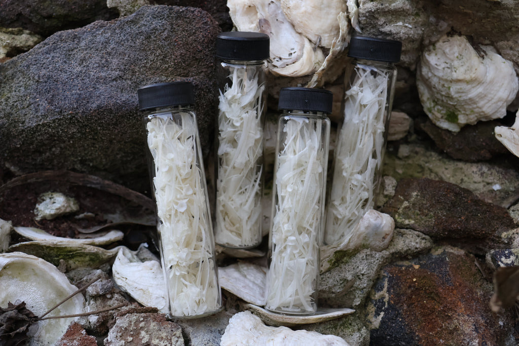 Bream Fish Bones Lot