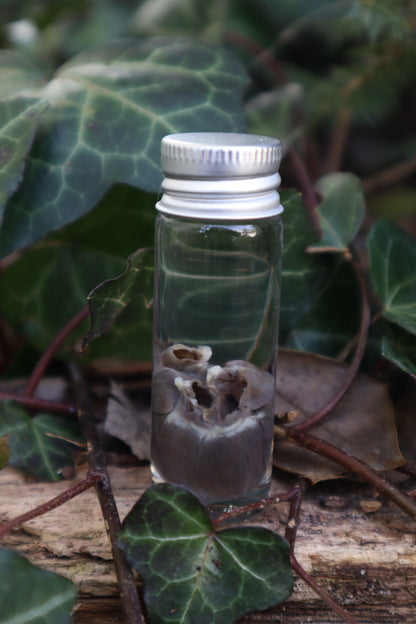 Wet Specimen Rabbit Heart