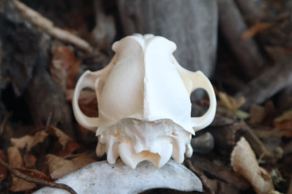 Reserved for Danielle - Coyote Skull